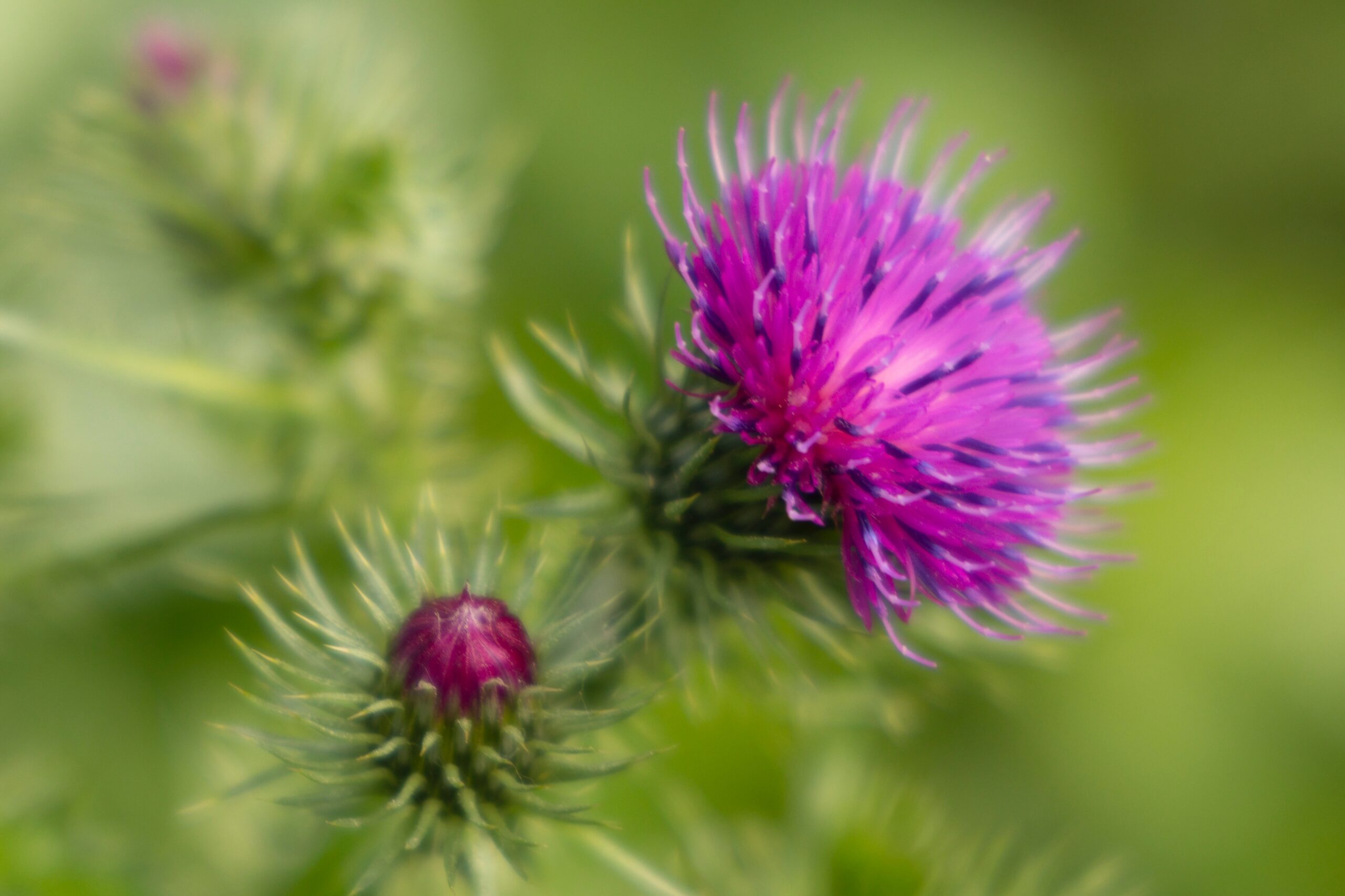 The Benefits of St Mary’s Thistle